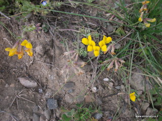 lle del Simeto-24-02-2013 12-08-04